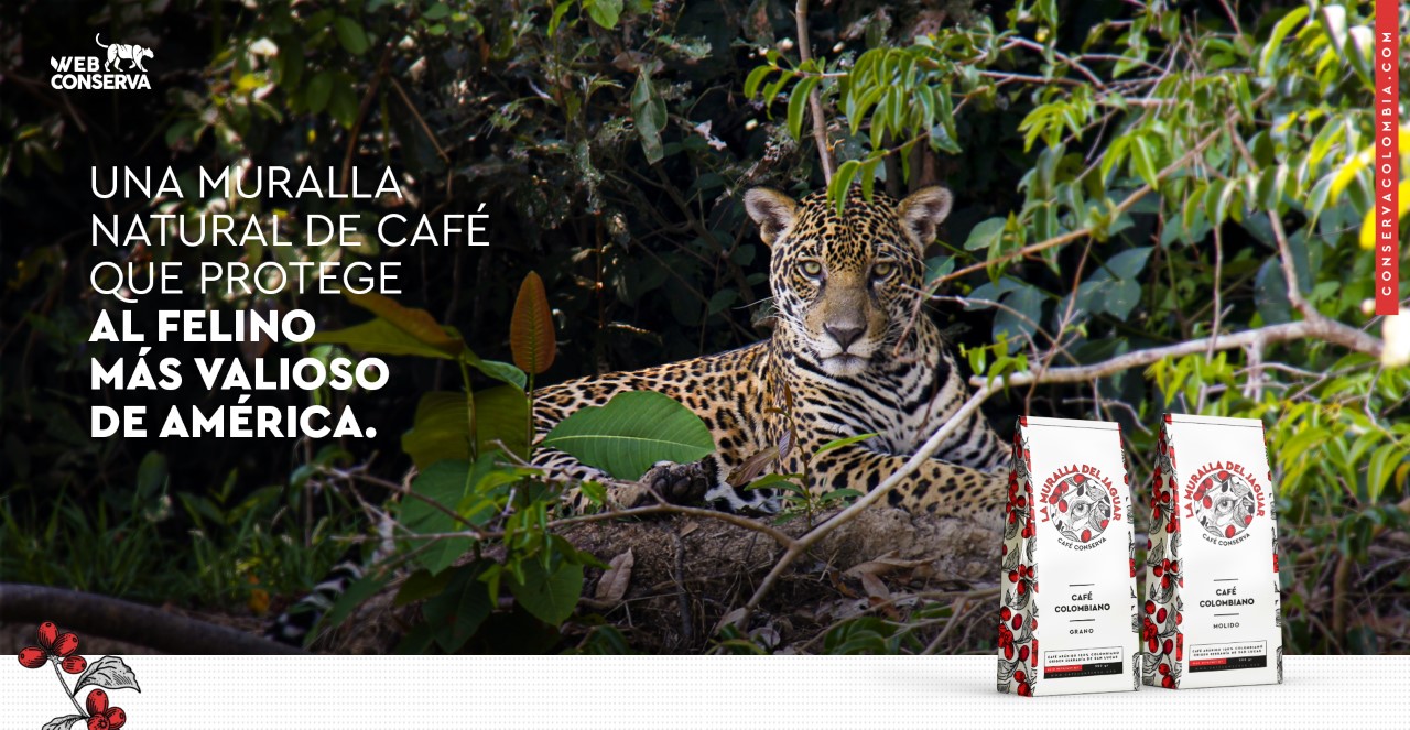 La muralla del jaguar: usando el café para proteger una especie amenazada